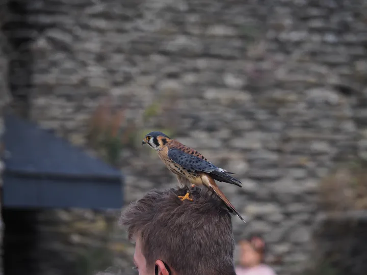 Birds of prey show at Chateau de La Roche-en-Ardenne (Belgium)